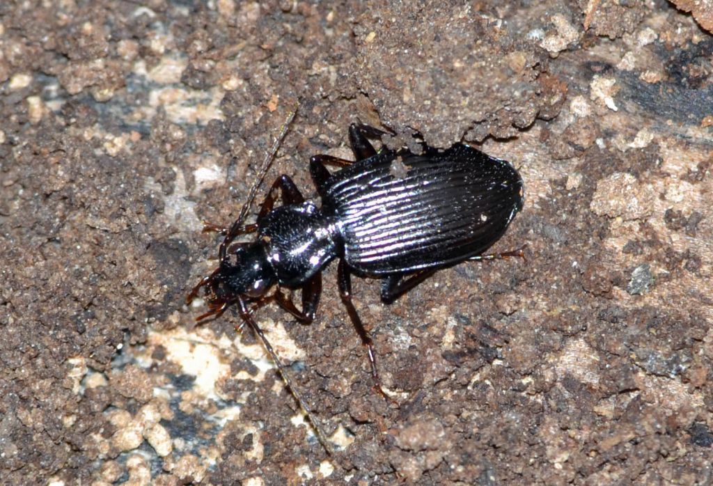 Carabide id.: Limodromus assimilis